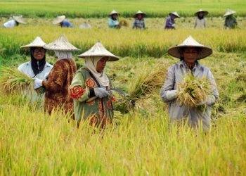 diskriminasi pada petani