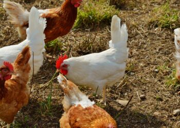 berkurban dengan ayam