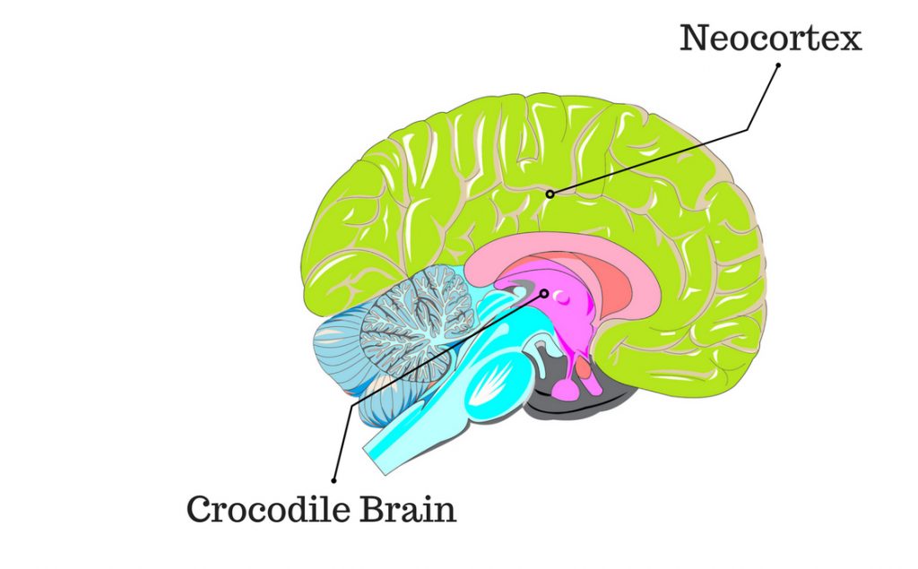 Croc Brain