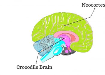 Croc Brain