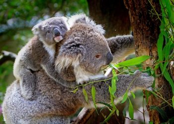Ibu koala, Ibu, Keluarga