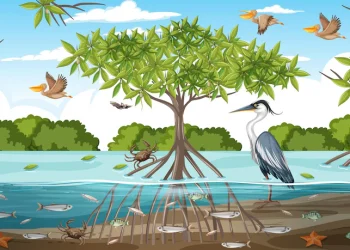 Manfaat Menanam Mangrove untuk Wilayah Pesisir