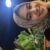 Gambar riwayat Nihayatus Zaen